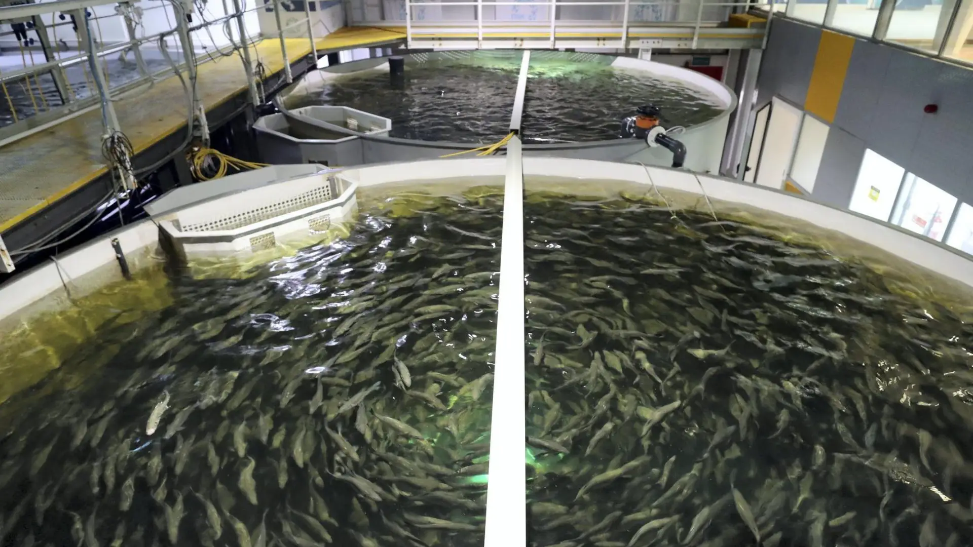 یک تصویر از یک مزرعه پرورش ماهی برای نشان دادن مجوزهای لازم برای احداث پرورش ماهی